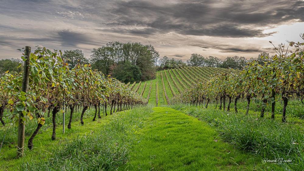 Dans le vignoble du tursan